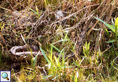 Königsboa (Boa constrictor) im Arenal-Nationalpark