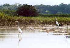 Der See im Caño-Negro-Schutzgebiet