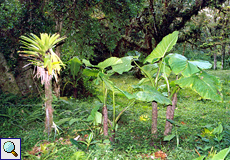 Vegetation im Wald von Monteverde