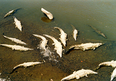 Spitzkrokodile (Crocodylus acutus) am Río Tárcoles
