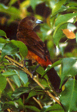 Weibliche Cherrietangare (Ramphocelus costaricensis)