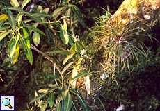 Orchideen und andere Pflanzen gedeihen rund um die Selva Verde Lodge