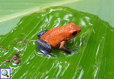 Erdbeerfröschchen (Red-and-blue Poison Frog, Oophaga pumilio)