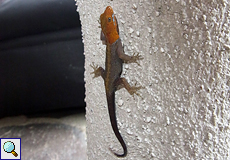 Männlicher Kleiner Gelbkopfgecko (Yellow-headed Dwarfgecko, Gonatodes albogularis)