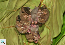 Zwergfruchtfledermaus (Pigmy Fruit-eating Bat, Artibeus phaeotis)