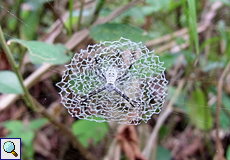 Unbestimmte Spinnenart Nr. 3 auf dem Gelände der La Selva Biological Station (Argiope savigny?)