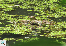 Junge Krokodilkaimane (Spectacled Caiman, Caiman crocodilus)