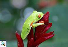 Rotaugenlaubfrosch (Red-eyed Tree Frog, Agalychnis callidryas)