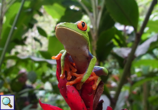 Rotaugenlaubfrosch (Red-eyed Tree Frog, Agalychnis callidryas)