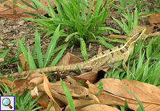 Weiblicher Helmbasilisk (Jesus Christ Lizard, Basiliscus basiliscus)