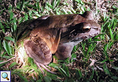 Südamerikanischer Ochsenfrosch (Savage's thin-toed frog, Leptodactylus savagei)