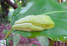 Ruhender Rotaugenlaubfrosch (Red-eyed Tree Frog, Agalychnis callidryas)