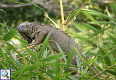 Weiblicher Grüner Leguan (Green Iguana, Iguana iguana)