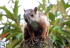 Bunthörnchen (Variegated Squirrel, Sciurus variegatoides)