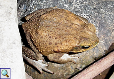 Agakröte (Cane Toad, Rhinella marina)