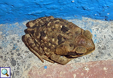 Junge Agakröte (Cane Toad, Rhinella marina)