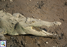 Spitzkrokodil (American Crocodile, Crocodylus acutus)