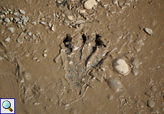 Spitzkrokodil (American Crocodile, Crocodylus acutus), frischer Fußabdruck im Schlamm