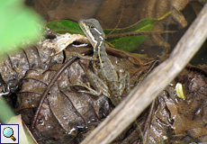 Jugendlicher Helmbasilisk (Jesus Christ Lizard, Basiliscus basiliscus)
