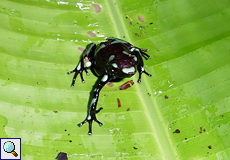 Goldbaumsteiger (Green and Black Poison Dart Frog, Dendrobates auratus)