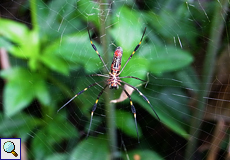 Goldene Seidenspinne (Golden Orb-web Spider, Nephila clavipes), Unterseite eines Weibchens