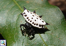 Gasteracantha cancriformis (Spiny-backed Orb-weaver), Weibchen