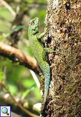 Männlicher Malachitgrüner Stachelleguan (Green Spiny Lizard, Sceloporus malachiticus)