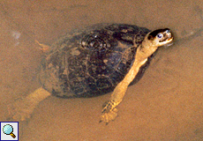 Schnappschildkröte (Common Snapping Turtle, Chelydra serpentina)