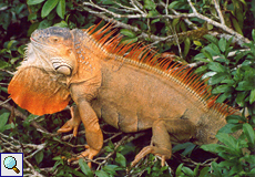 Männlicher Grüner Leguan (Green Iguana, Iguana iguana)