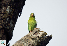 Tovisittich (Orange-chinned Parakeet, Brotogeris jugularis)