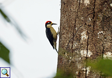 Männlicher Schläfenfleckspecht (Black-cheeked Woodpecker, Melanerpes pucherani)