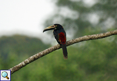 Halsbandarassari (Collared Aracari, Pteroglossus torquatus)