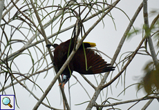 Montezumastirnvogel (Montezuma Oropendola, Psarocolius montezuma)
