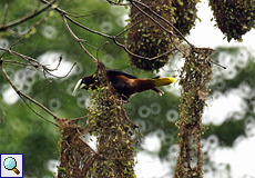 Rotkopf-Stirnvogel (Chestnut-headed Oropendola, Psarocolius wagleri), Altvogel am Nest