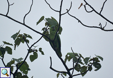 Müller-Amazone (Mealy Parrot, Amazona farinosa)