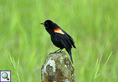 Männlicher Rotflügelstärling (Red-winged Blackbird, Agelaius assimilis)
