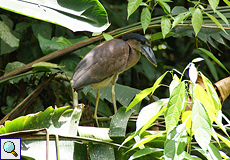Kahnschnabel (Boat-billed Heron, Cochlearius cochlearius)