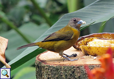 Weibliche Passerinitangare (Scarlet-rumped Tanager, Ramphocelus passerinii)