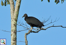 Rabengeier (American Black Vulture, Coragyps atratus)