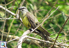 Trauerkönigstyrann (Tropical Kingbird, Tyrannus melancholicus)