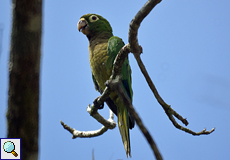 Aztekensittich (Olive-throated Parakeet, Eupsittula nana)
