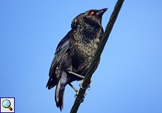 Männlicher Rotaugen-Kuhstärling (Bronzed Cowbird, Molothrus aeneus)