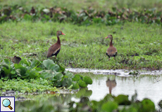 Rotschnabel-Pfeifgans (Black-bellied Whistling-Duck, Dendrocygna autumnalis)
