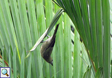 Palmentangare (Palm Tanager, Tangara palmarum)