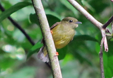 Weiblicher Türkisnaschvogel (Red-legged Honeycreeper, Cyanerpes cyaneus)