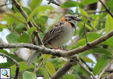 Morgenammer (Rufous-collared Sparrow, Zonotrichia capensis), Altvogel