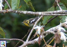 Männlicher Fichtenwaldsänger (Blackburnian Warbler, Setophaga fusca)
