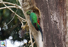 Weiblicher Quetzal (Resplendent Quetzal, Pharomachrus mocinno)