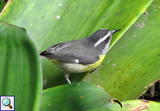 Zuckervogel (Bananaquit, Coereba flaveola)