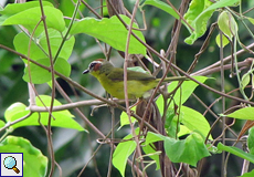 Weiblicher Rotkappen-Waldsänger (Rufous-capped Warbler, Basileuterus rufifrons)